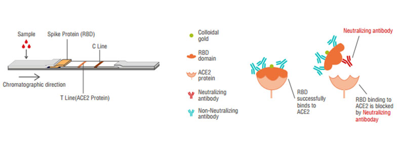 2019-nCoV Neutralization Antibody Prinsip